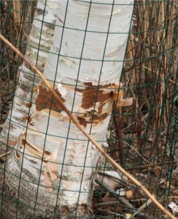 Tree fencing to protect from beaver damage